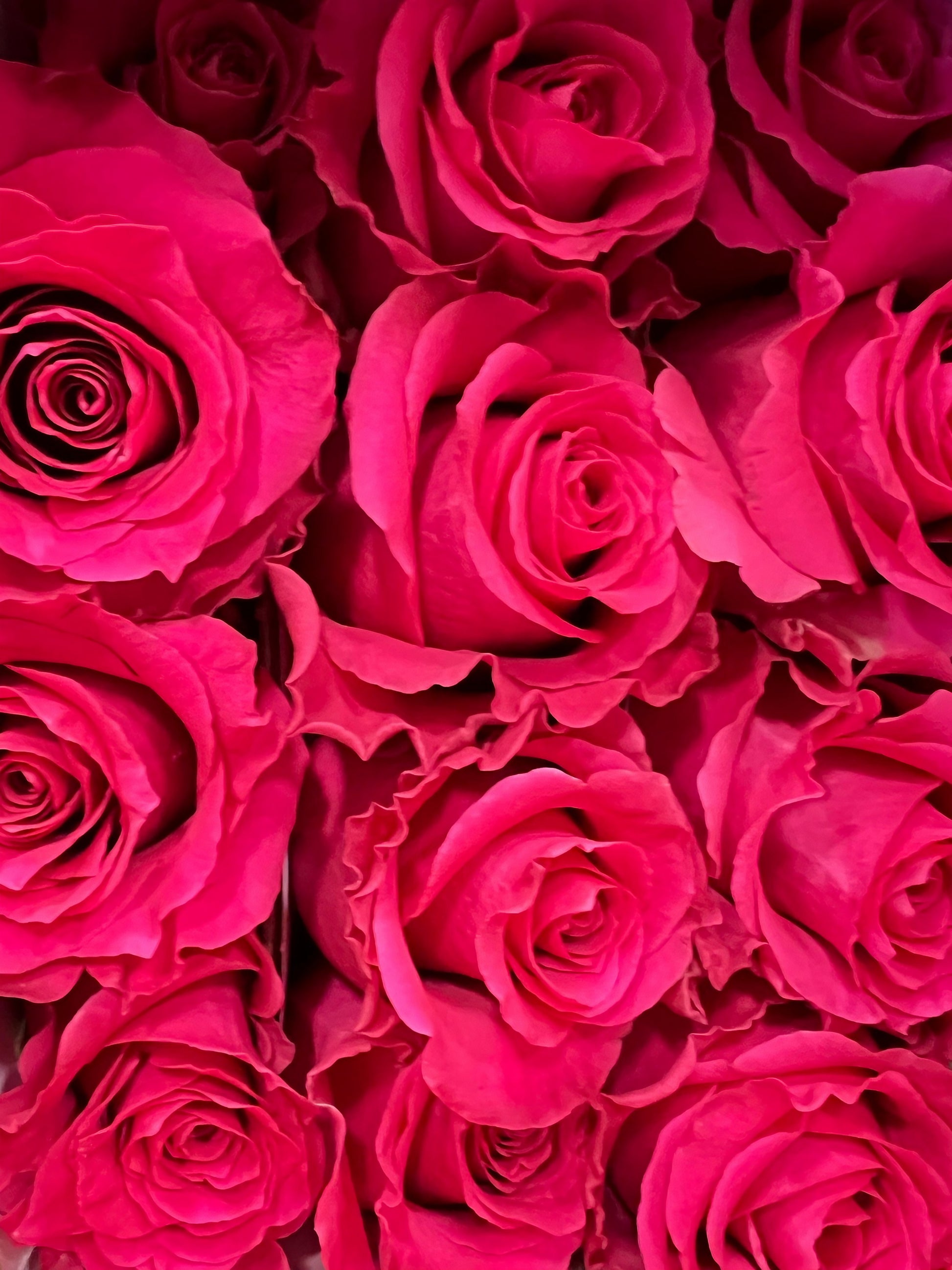 Close-up view of the Love Story product featuring pink roses