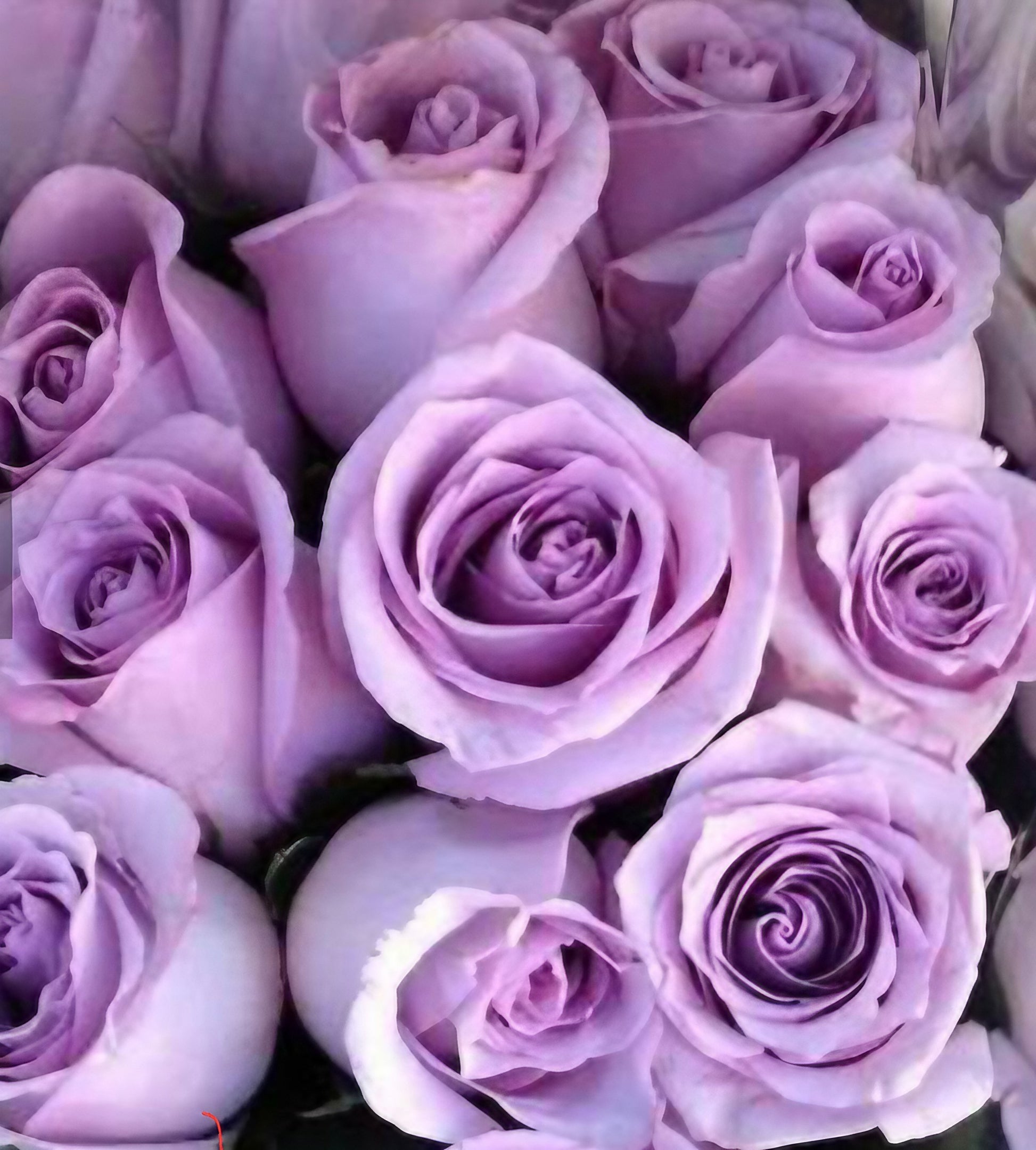 Love Story product displaying purple roses arranged in a vase