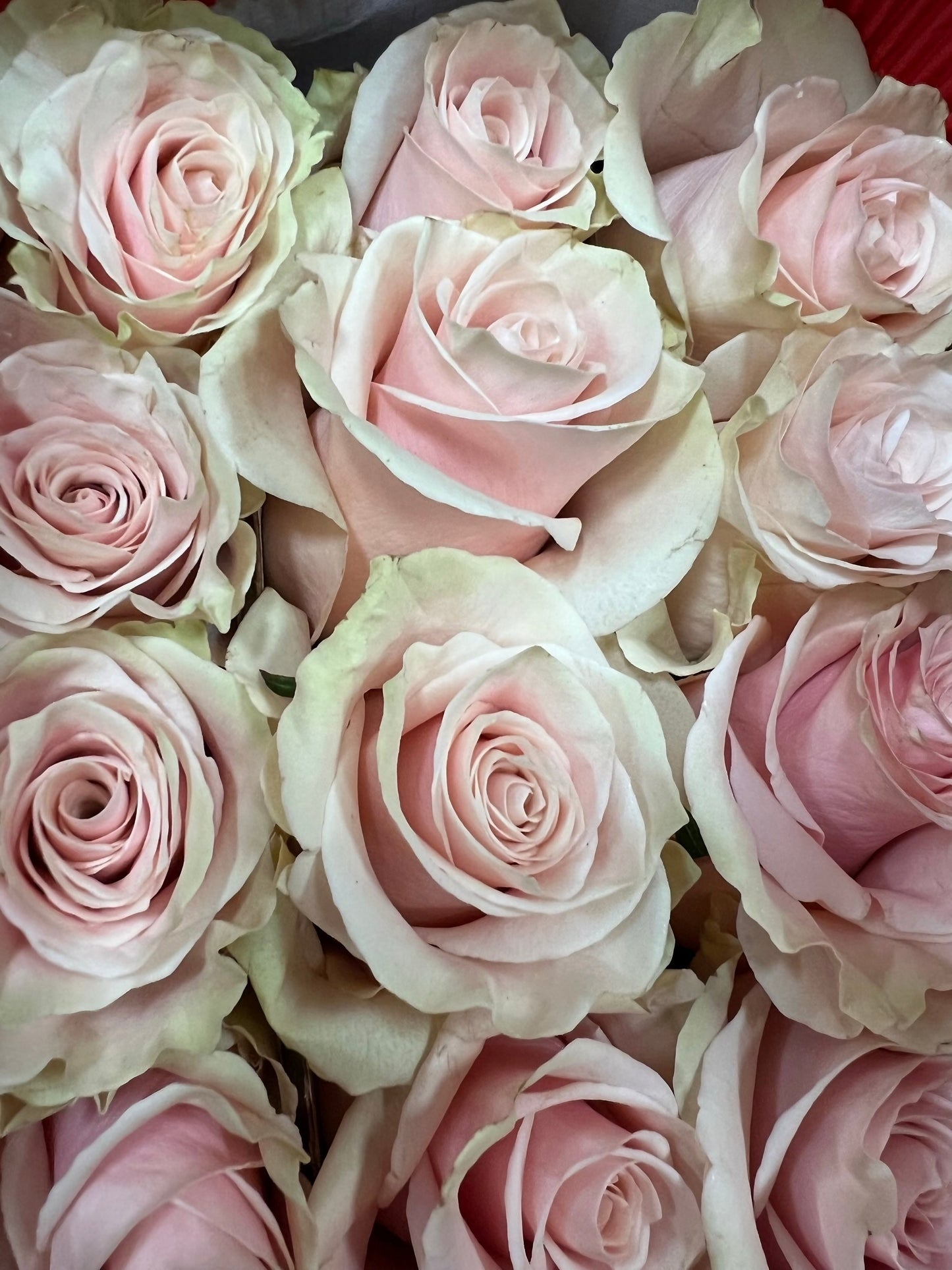 Detail of the Love Story product with pink and white roses presented in a box