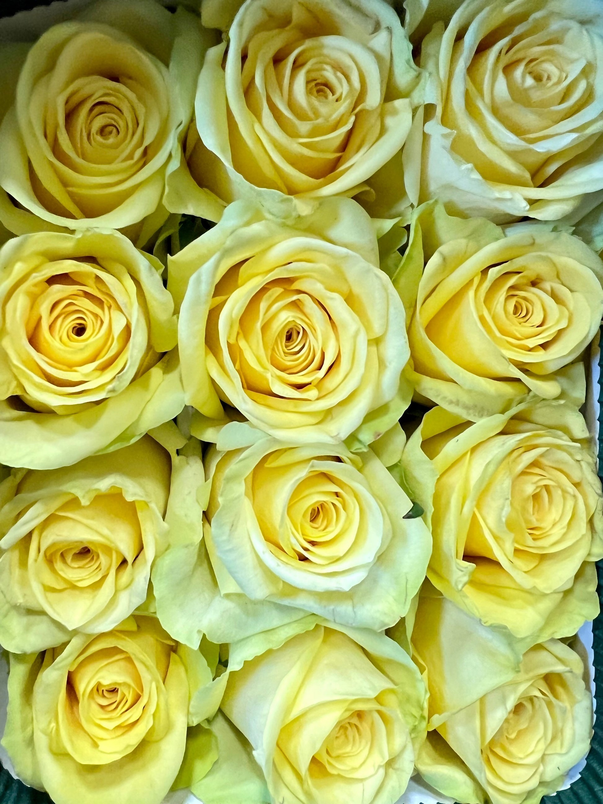 Square arrangement of yellow roses in the Love Story product